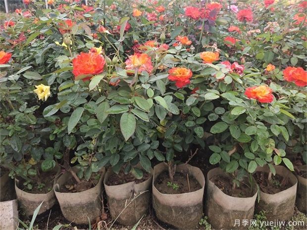 月季容器苗栽植養護要點(diǎn)(圖1)