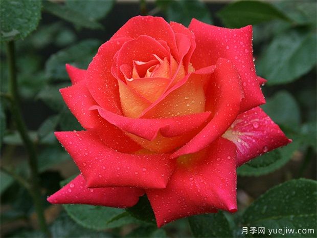埋盆越冬的南陽(yáng)盆栽月季什么時(shí)候出土好？(圖1)