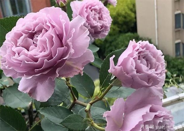 一天之中，月季花四季施肥特點(diǎn)(圖1)