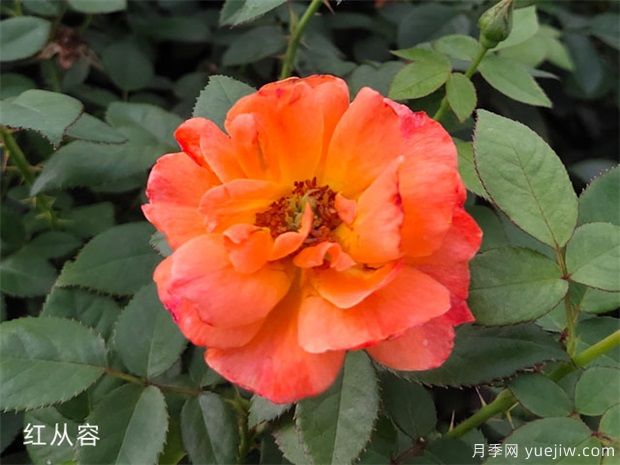 什么叫豐花月季？(圖1)