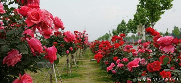 夏季月季花殘花修剪后怎樣管理？(圖1)