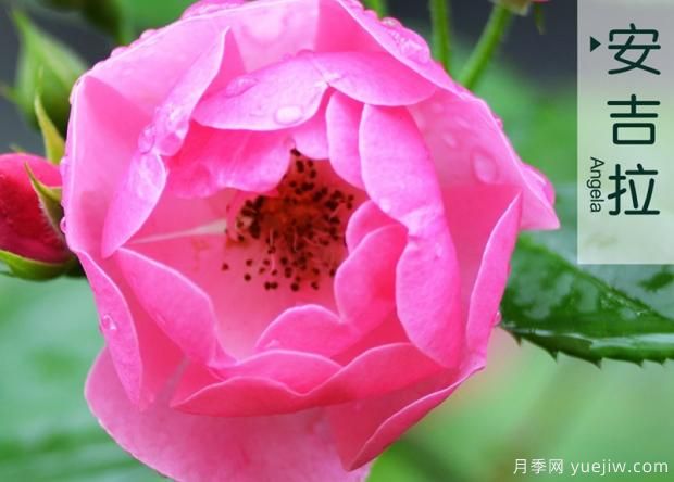 怎樣通過(guò)修剪培養月季花筍芽？(圖1)