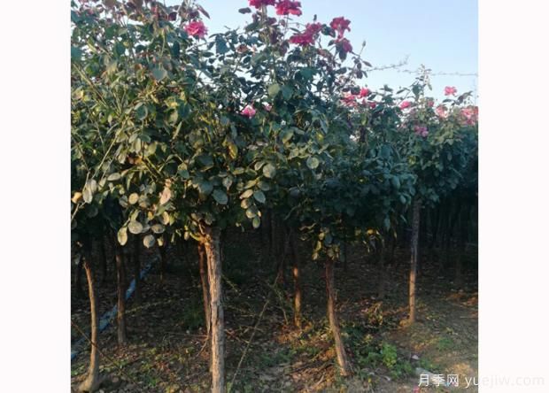 月季灑水的留意事項 月季花的正確飼養辦法(圖2)