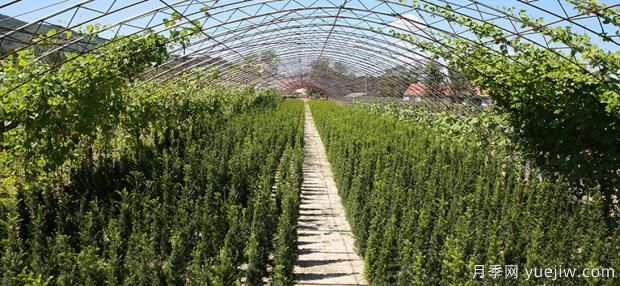 夏季月季的飼養留意事項(圖1)