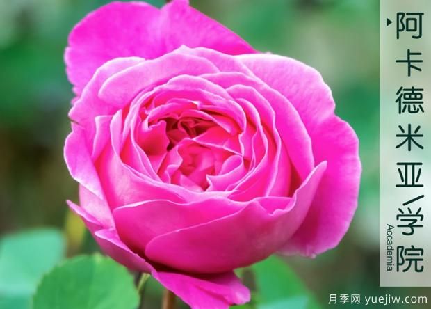 樹(shù)狀月季培養的豐登培養(圖1)