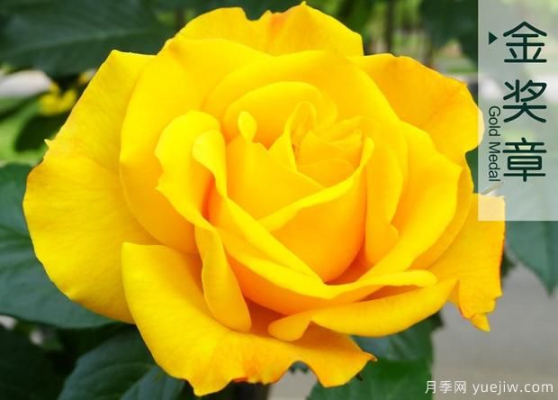 夏天雨季來(lái)臨時(shí)如何去做月季病害蟲(chóng)害的防治？(圖1)