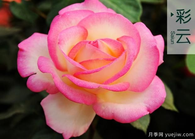 培育幼齡期月季需要注意哪些方面？(圖1)