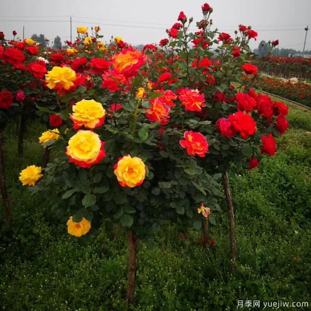 為什么市場(chǎng)上的月季品種五花八門(mén)價(jià)格也高低不一？(圖1)