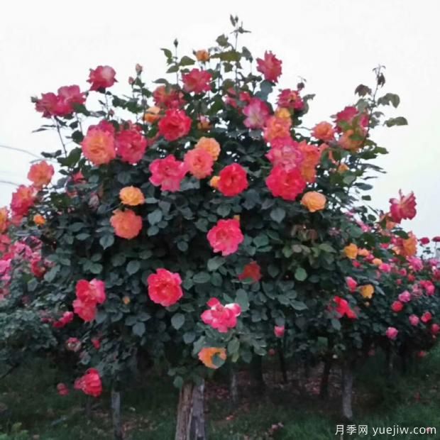 垂頭的月季花朵是品種決定的嗎？快來(lái)看看真想把(圖1)