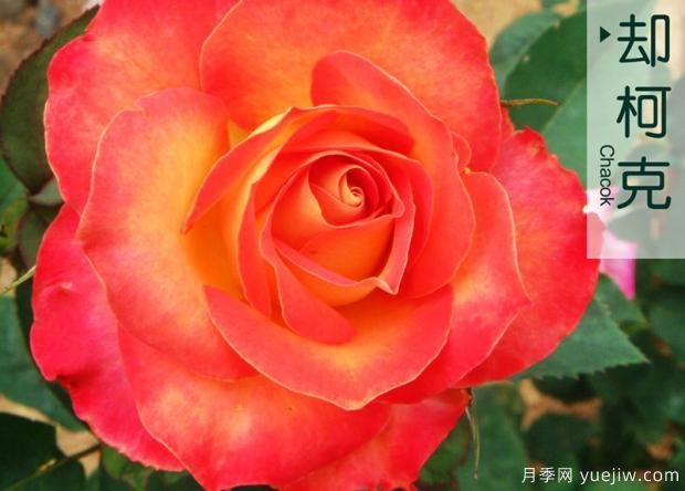月季的前世今生是怎樣的？如果演變成現在的流行趨勢？(圖1)