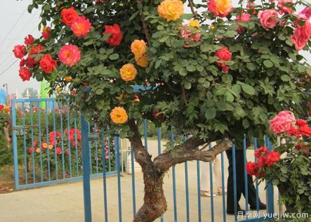 適合在庭院養的植物你知道嗎？(圖2)