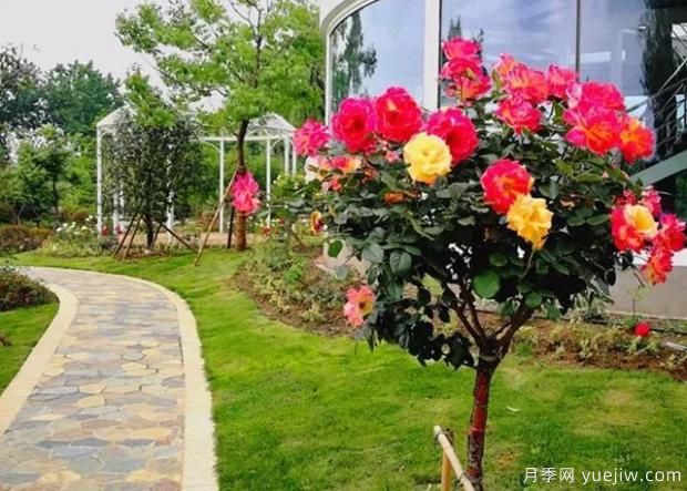 適合在庭院養的植物你知道嗎？(圖1)