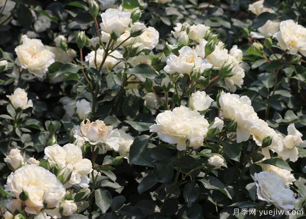 影響花朵***重要的因素你知道嗎？(圖2)