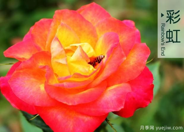 月季花的花期怎么護理？(圖1)