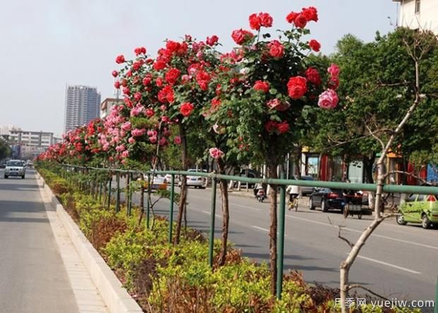 月季萌芽期，養護抓住這幾點(diǎn)不斷爆盆(圖1)