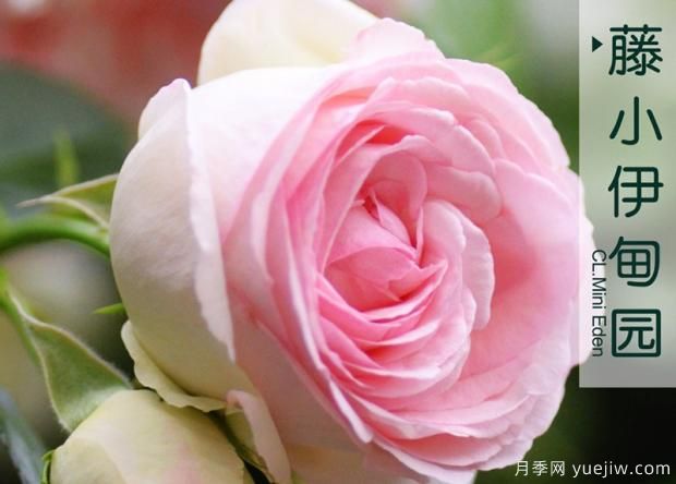 月季花期能用磷酸二氫鉀嗎？(圖1)