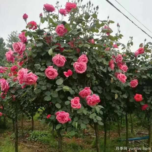 種植月季為什么要有一個(gè)通風(fēng)環(huán)境？(圖1)