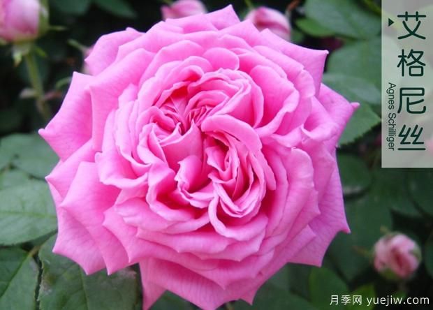 大花月季與豐花月季 你喜歡那個(gè)？(圖1)