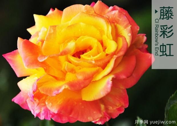微型大花月季點(diǎn)綴陽(yáng)臺有這幾種！(圖1)