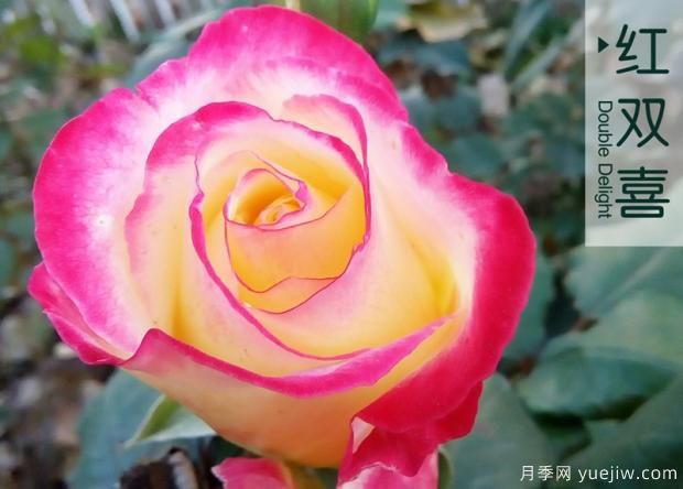 為什么月季老根便宜？月季花根怎么種植？(圖1)