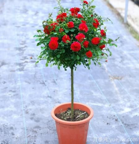 養花小白如何變大神？不可錯失的月季種植入門(mén)攻略（光照篇）(圖2)