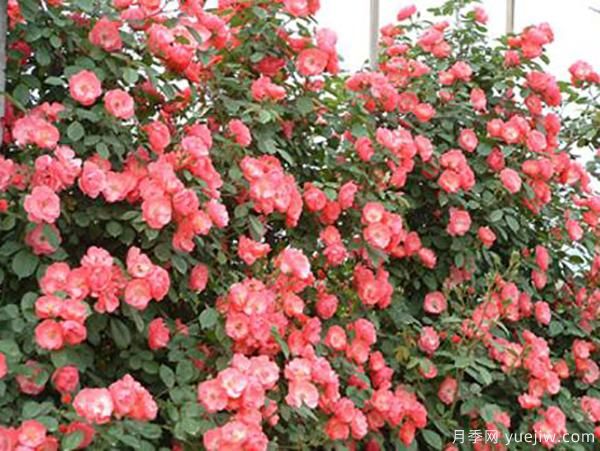 夏季也能觀(guān)賞的月季花，推薦4個(gè)耐熱月季(圖1)