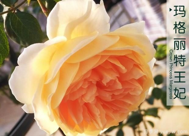 茶花黃葉不開(kāi)花，盆里放點(diǎn)它，花骨朵蹭蹭竄不停！(圖1)
