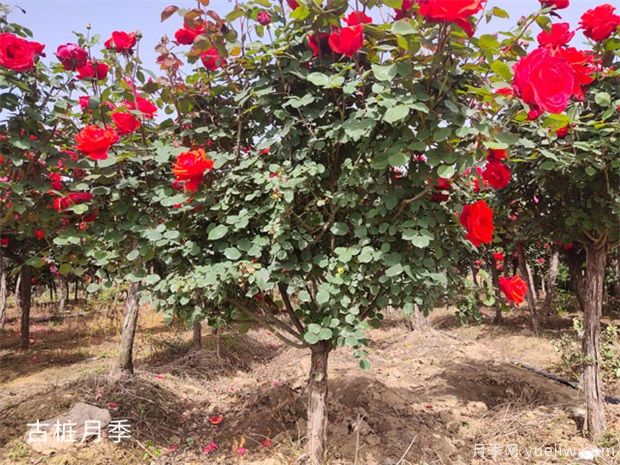 把花養成“月季樹(shù)”的訣竅教學(xué)?。?！(圖1)