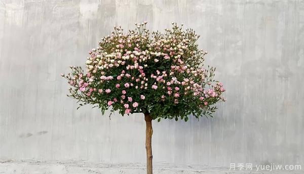 為防止病蟲(chóng)危害，月季花的花后修剪應該怎樣修剪？(圖1)