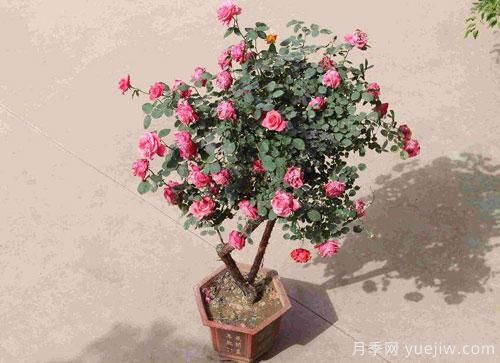 “花中皇后”,花色秀美,四季常開(kāi)看月季之鄉的樹(shù)狀月季是如果養殖的?(圖1) “花中皇后”,花色秀美,四季常開(kāi)看月季之鄉的樹(shù)狀月季是如果養殖的?(圖1)
