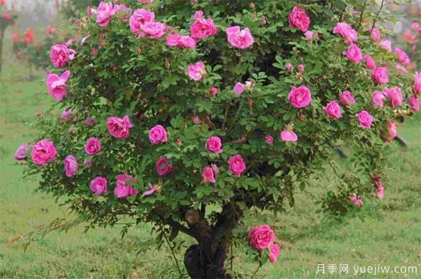 如何防治棒棒糖樹(shù)狀月季栽培過(guò)程中的介殼蟲(chóng)侵害？(圖1)