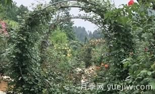 景區的拱形藤本月季是如何形成的，小苗初期都需要壓枝頭？(圖1)