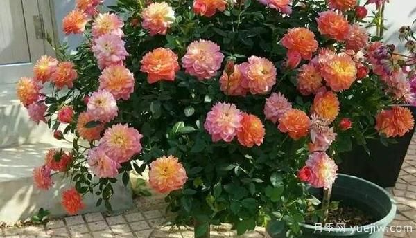 哪樣的花盆，可以用來(lái)種盆栽月季？(圖1)