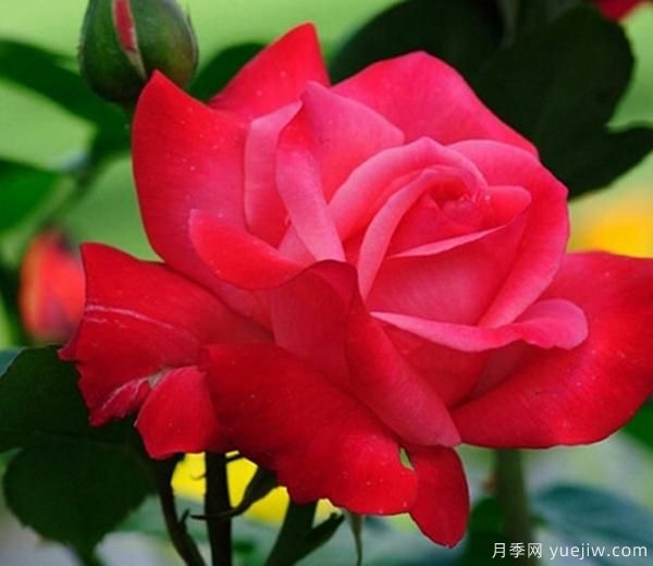 月季花養護，我們怎樣讓它成為真正的“月月紅”呢？(圖1)