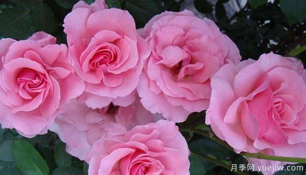 月季花修剪也要講究辦法，快來(lái)一起學(xué)習吧(圖1)