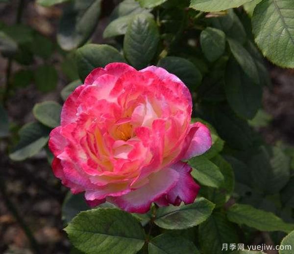 月季一年內，能有幾次開(kāi)花的結果，來(lái)了解下吧(圖1)