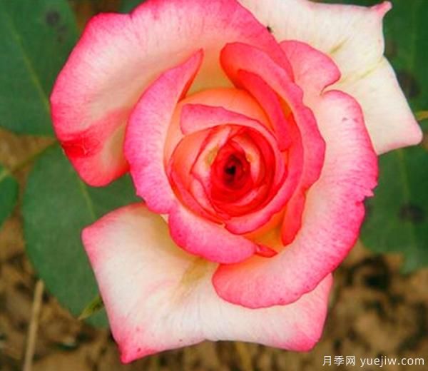 一般月季花哪個(gè)時(shí)期移栽會(huì )比較好？(圖1)