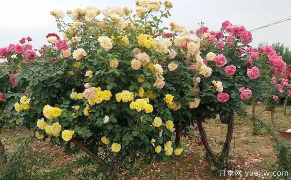 洛陽(yáng)大花月季的施肥管理，你知道是怎樣的嗎？(圖1)