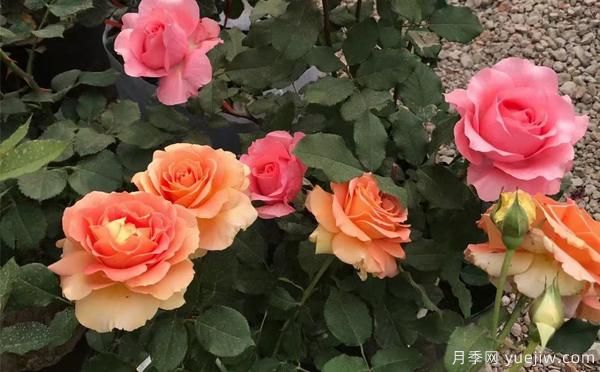 大花月季該怎樣養根呢？一起來(lái)了解下吧(圖1)