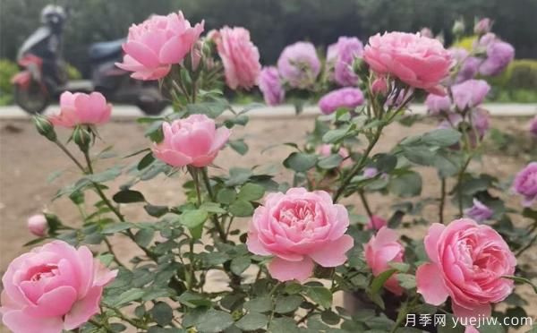 德州樹(shù)狀月季一般可以開(kāi)多少次花？月季基地分享(圖1)
