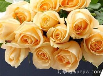 月季基地告訴你切花月季是什么意思呢？什么叫切花月季呢？(圖1)