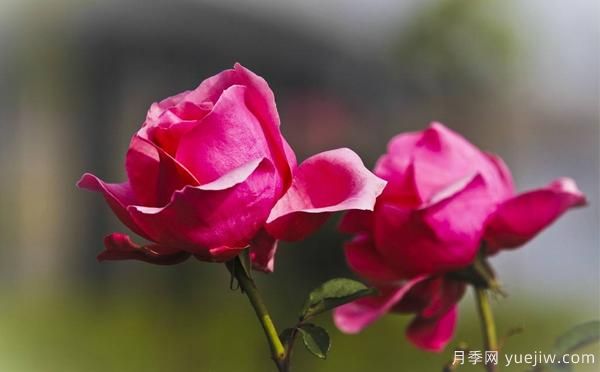 想讓自家樹(shù)狀月季好看，要學(xué)會(huì )嫁接這個(gè)妙招(圖1)