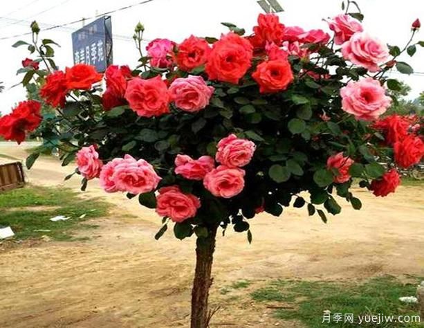 鶴壁樹(shù)狀月季花都有哪些作用功效呢？(圖1)
