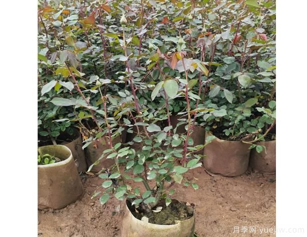 月季花河北月季花在四個(gè)季節中，修剪辦法是怎樣的呢？(圖1)