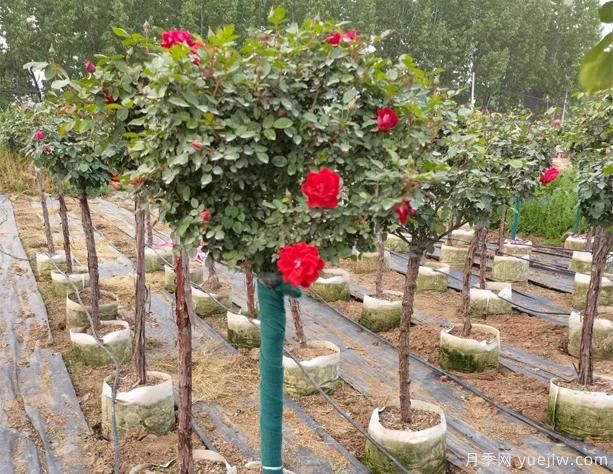 公園樹(shù)狀月季到什么時(shí)候重剪呢？(圖1)