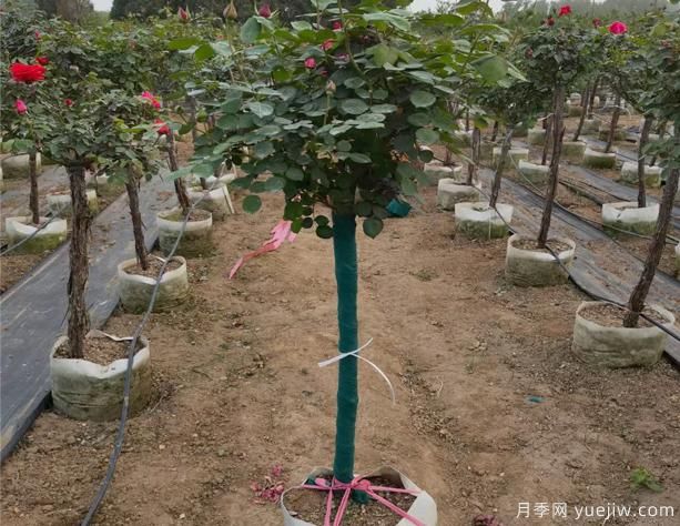 樹(shù)狀月季的移栽時(shí)間、苗木處理和養護辦法！(圖1)