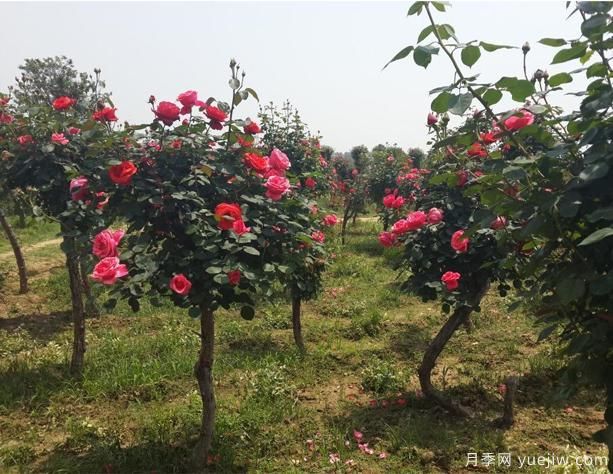 怎樣能夠讓你的樹(shù)狀月季開(kāi)花多呢？(圖1)