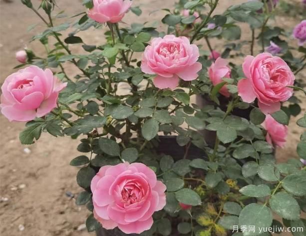 挑選盆栽月季花，有哪些小技巧呢？(圖1)