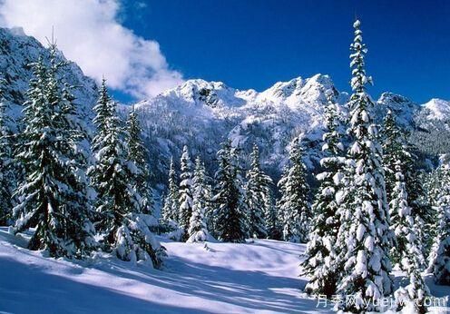 雪松的耐寒能力怎么樣？容易凍傷嗎？(圖1)
