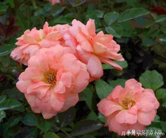 大花濃香抗病豐花月季品種？(圖1)